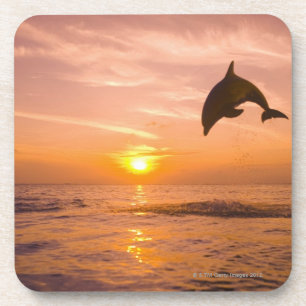 Bottlenose Dolphin jumping 2 Coaster