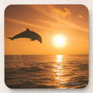 Bottlenose Dolphin jumping Coaster