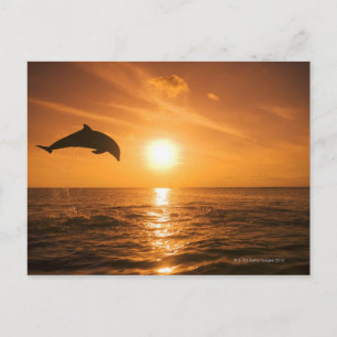 Bottlenose Dolphin jumping Postcard