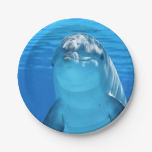 Bottlenose Dolphin looks at the camera under water Paper Plate