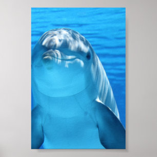 Bottlenose Dolphin looks at the camera under water Poster