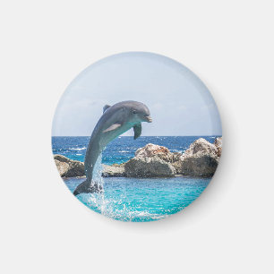 Bottlenose Dolphin Magnet