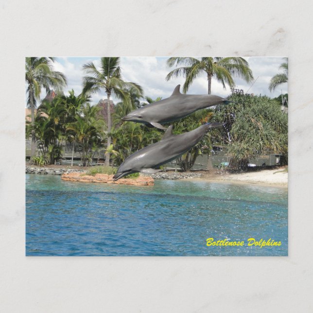 Bottlenose Dolphin Postcard (Front)
