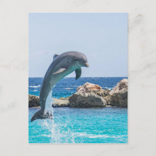 Bottlenose Dolphin Postcard