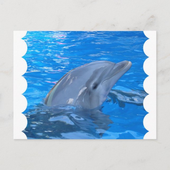 Bottlenose Dolphin Postcard (Front)