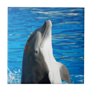 Bottlenose Dolphin Tile