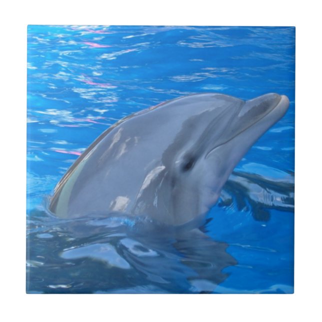Bottlenose Dolphin Tile (Front)
