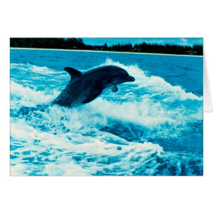 Bottlenose dolphin (Tursiops truncatus), Bahama Is