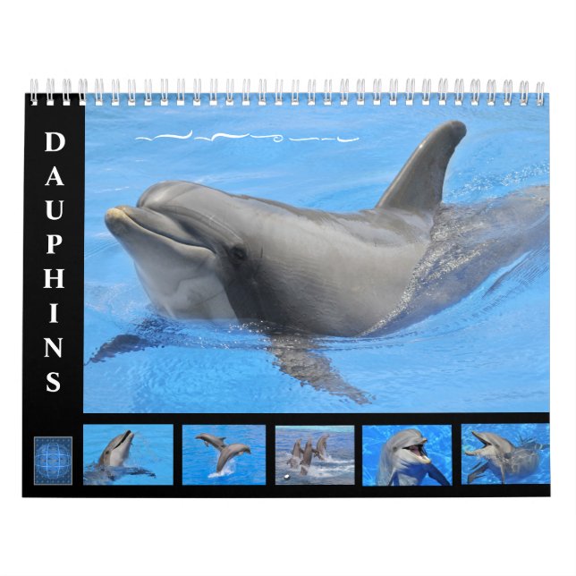 Bottlenose dolphins 12 month calendar (Cover)