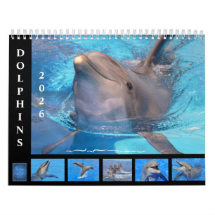 Bottlenose dolphins 12 month calendar