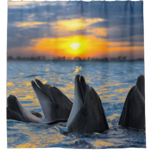 Bottlenose dolphins, sunset ocean scene.