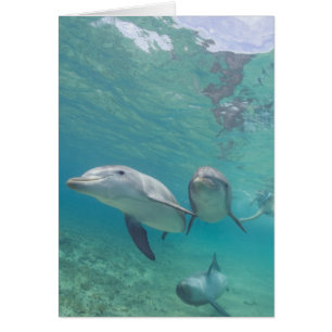 Bottlenose Dolphins Tursiops truncatus