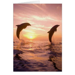 Bottlenose Dolphins Tursiops truncatus
