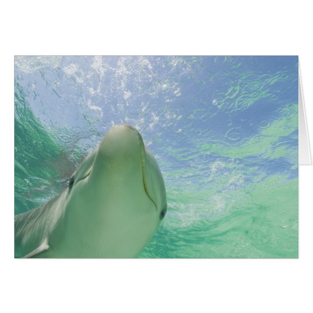 Bottlenose Dolphins Tursiops truncatus) (Front Horizontal)