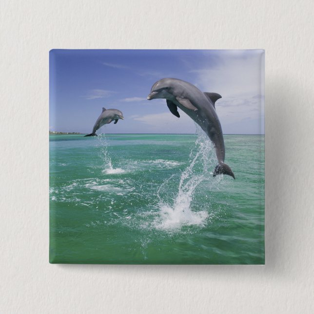 Bottlenose Dolphins Tursiops truncatus 2 Inch Square Button (Front)