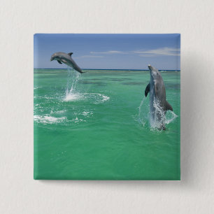 Bottlenose Dolphins Tursiops truncatus 2 Inch Square Button