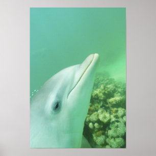 Bottlenose Dolphins Tursiops truncatus) 7 Poster