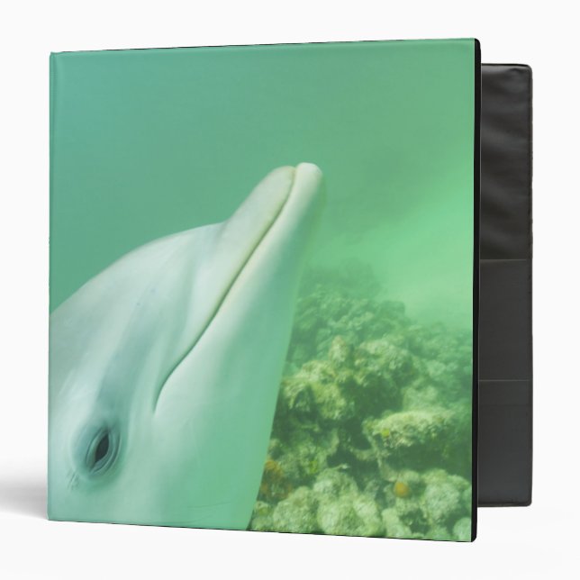 Bottlenose Dolphins Tursiops truncatus Binder (Front/Inside)