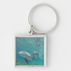 Bottlenose Dolphins Tursiops truncatus Keychain
