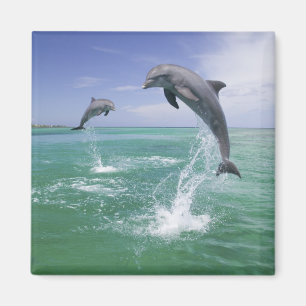 Bottlenose Dolphins Tursiops truncatus Magnet