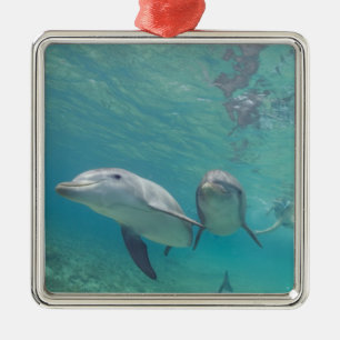 Bottlenose Dolphins Tursiops truncatus Metal Ornament