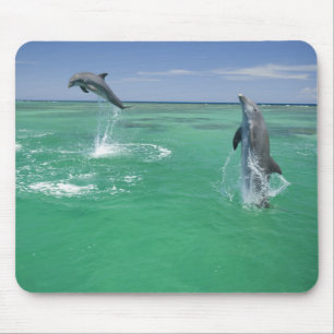 Bottlenose Dolphins Tursiops truncatus Mouse Pad
