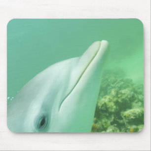 Bottlenose Dolphins Tursiops truncatus Mouse Pad