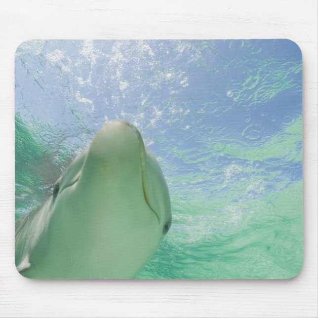 Bottlenose Dolphins Tursiops truncatus) Mouse Pad (Front)