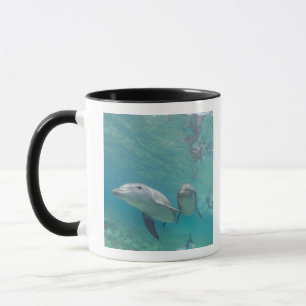 Bottlenose Dolphins Tursiops truncatus Mug