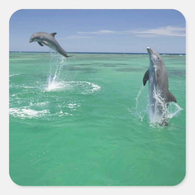 Bottlenose Dolphins Tursiops truncatus Square Sticker (Front)