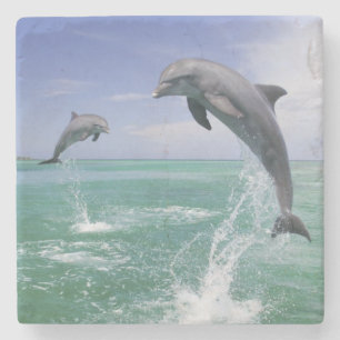 Bottlenose Dolphins Tursiops truncatus Stone Coaster