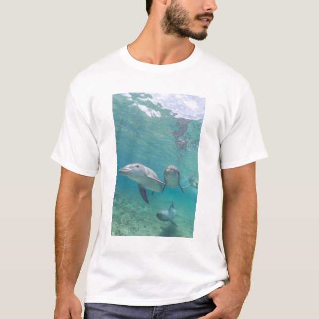 Bottlenose Dolphins Tursiops truncatus T-Shirt (Front)