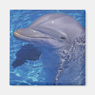Bottlenosed Dolphin, Tursiops Truncatus Magnet
