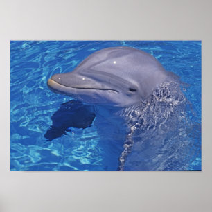 Bottlenosed Dolphin, Tursiops Truncatus Poster