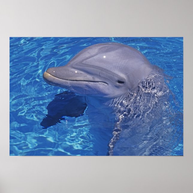 Bottlenosed Dolphin, Tursiops Truncatus Poster (Front)