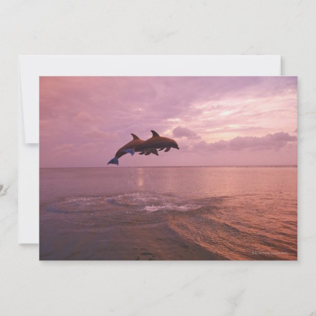 Bottlenosed Dolphins Jumping at Sunset (Front)