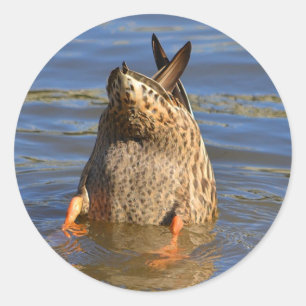 Bottoms Up Duck Sticker