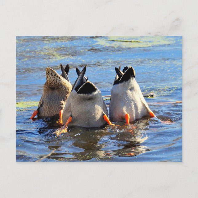 Bottoms Up! Postcard (Front)