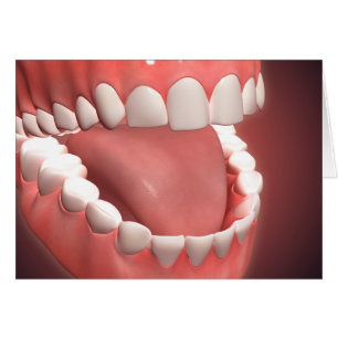 Bouche Humaine Ouverte, Montrant Dents, Gums Et La