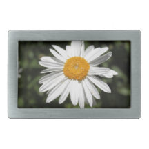 popular flower, pretty wild white daisy photograph