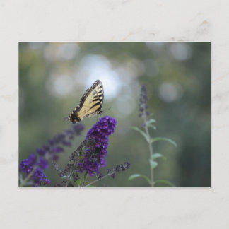 Bouddleia de carte postale papillon avec Bokeh Bea