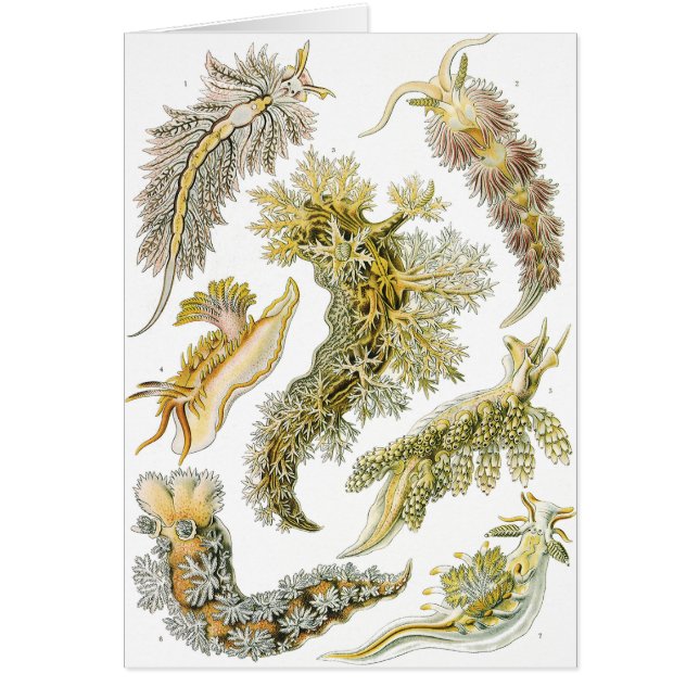 Boues de mer par Ernst Haeckel, Nudibranchia Vinta (Devant)