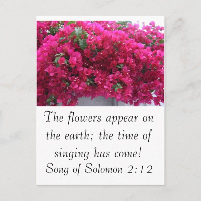 Bougainvilla - Scripture: Song of Solomon 2:12 Postcard (Front)