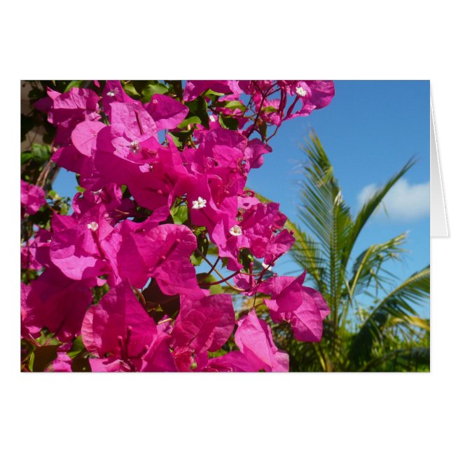 Bougainvillea and Palm Tree Tropical Nature Scene (Front Horizontal)