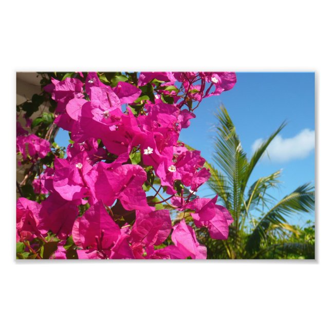 Bougainvillea and Palm Tree Tropical Nature Scene Photo Print (Front)