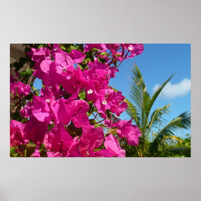Bougainvillea and Palm Tree Tropical Nature Scene Poster (Front)
