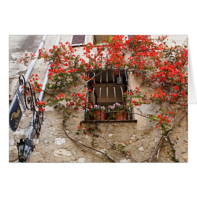 Bougainvillea at Window (Front Horizontal)