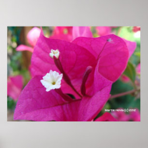 Bougainvillea Blossom Poster