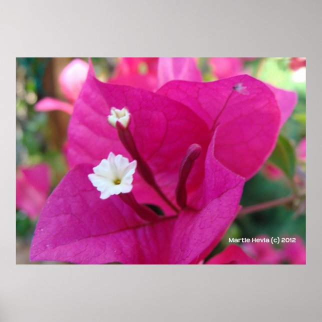 Bougainvillea Blossom Poster (Front)