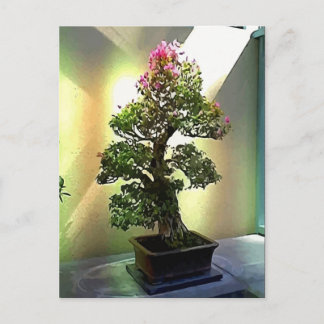 Bougainvillea Bonsai Tree Postcard